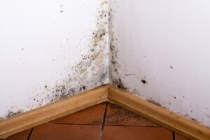 all aspects waterproofing mold and mildew free